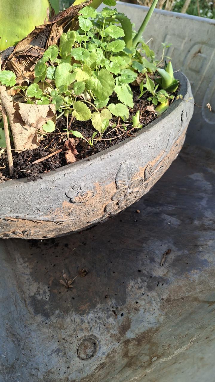 Grote Aloë Vera plant inclusief pot