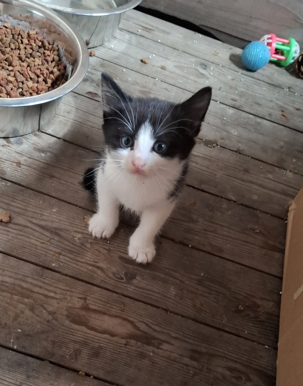 Kittens