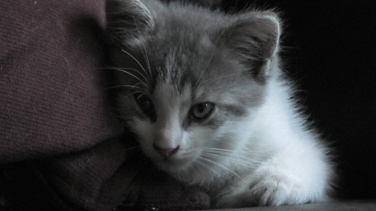 3 Kittens looking for a good home