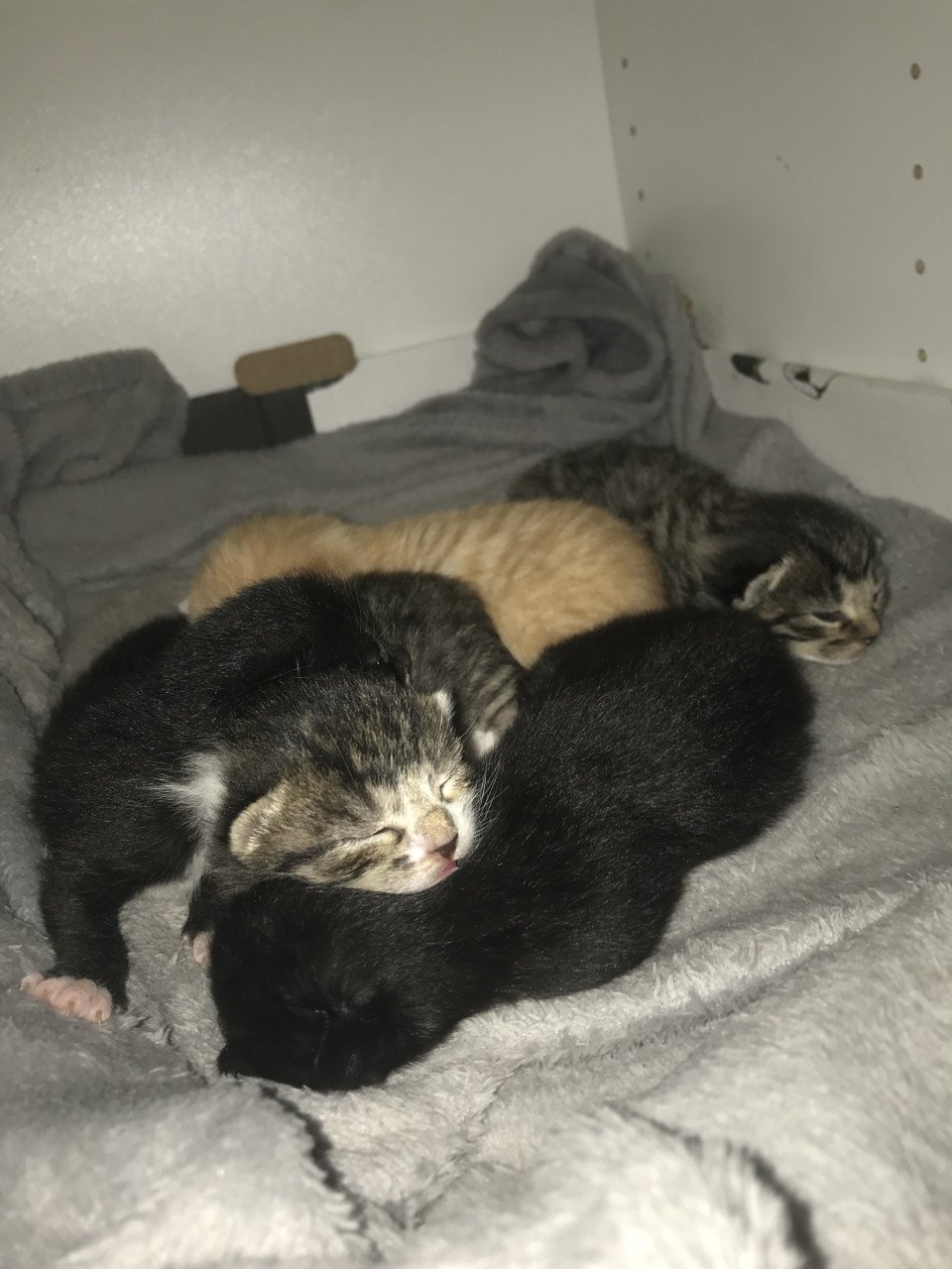 Kittens zoeken gouden mandje
