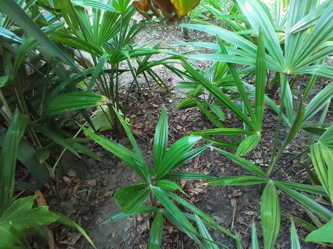 Jonge Trachycarpus Fortunei voor (h)eerlijke prijs.