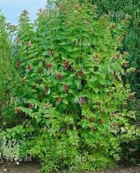 Te koop; plant grootmoeders oorbel fazantenbes tuin