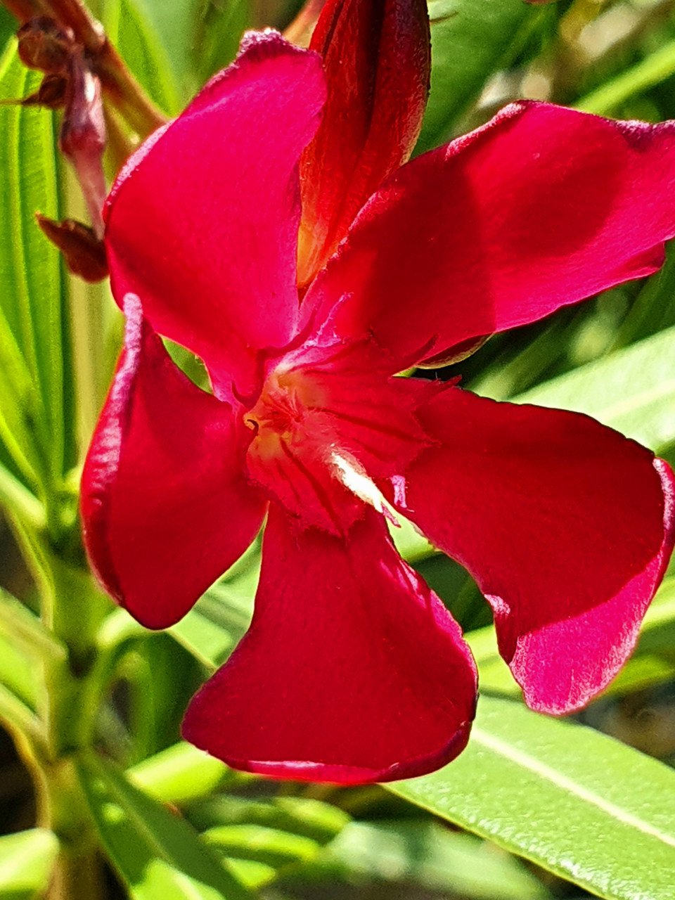 Toscaanse jasmijn, oleanders en meer