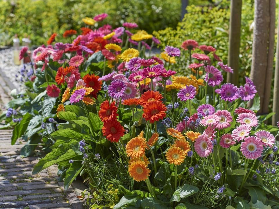 Gerbera €5
