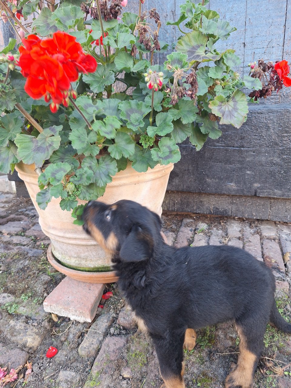 Jonge Rottweiler pups; nog enkele beschikbaar!