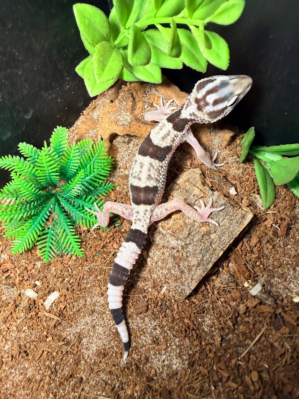 Iranian Giant Luipaardgekko