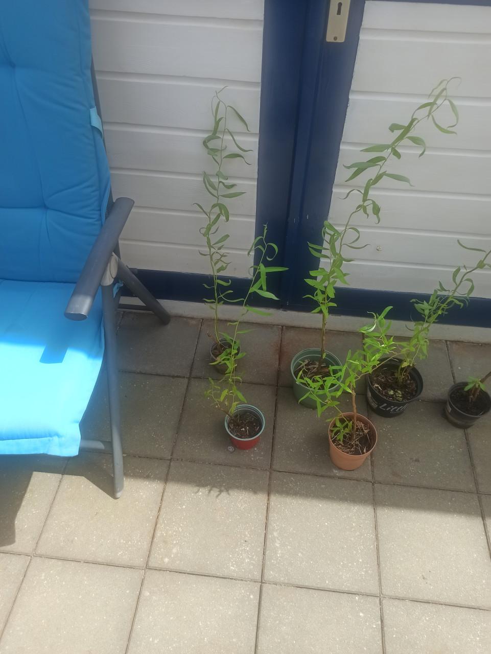 Gratis ophalen krinkelwilgen
