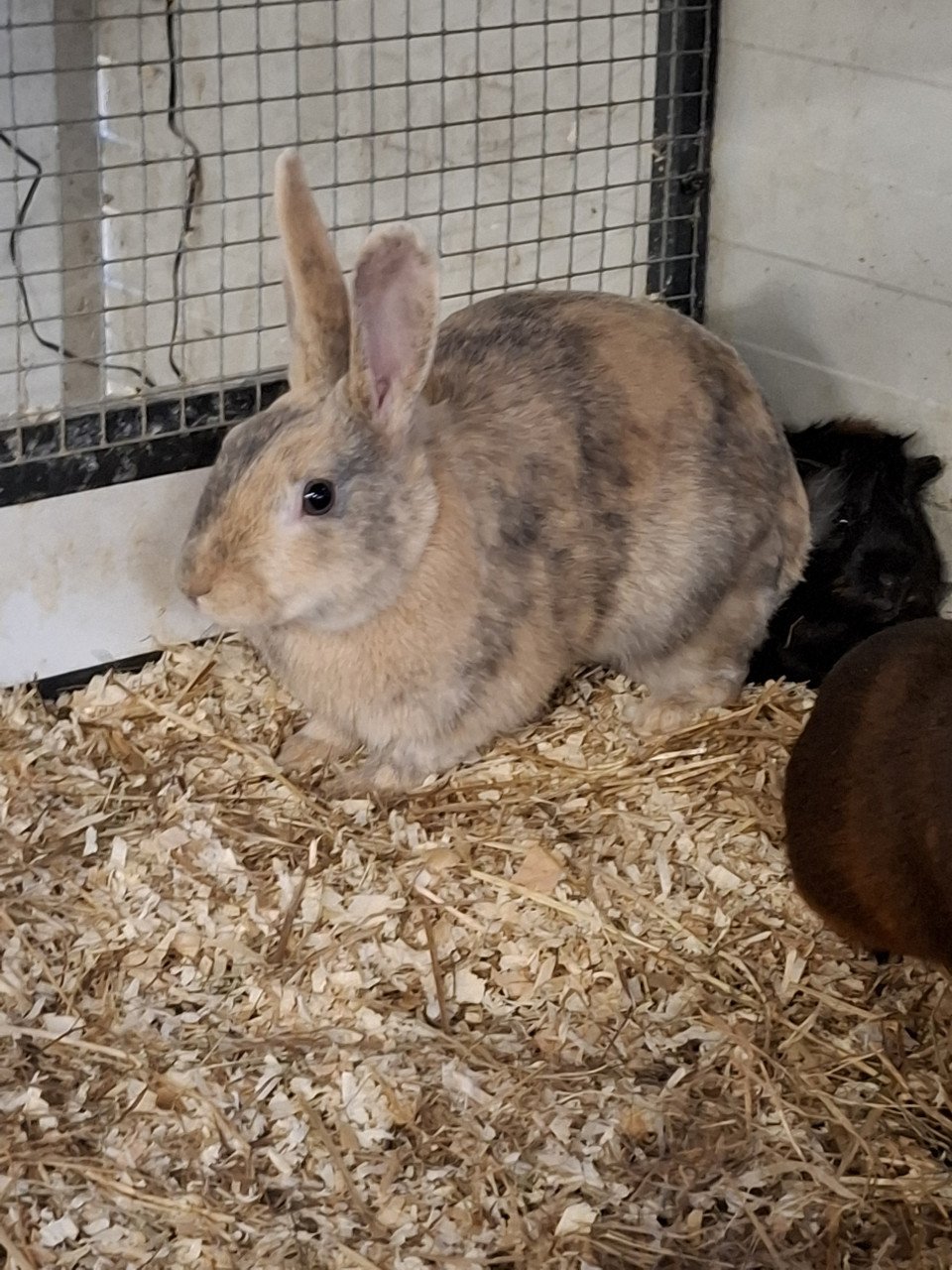 Ruime keuze cavia's en konijnen