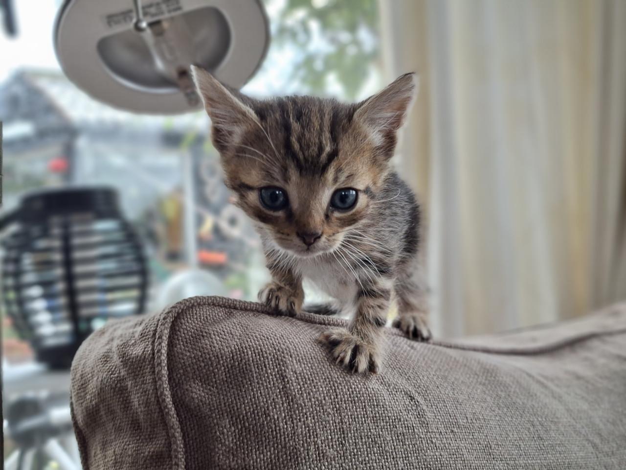 Lieve kittens