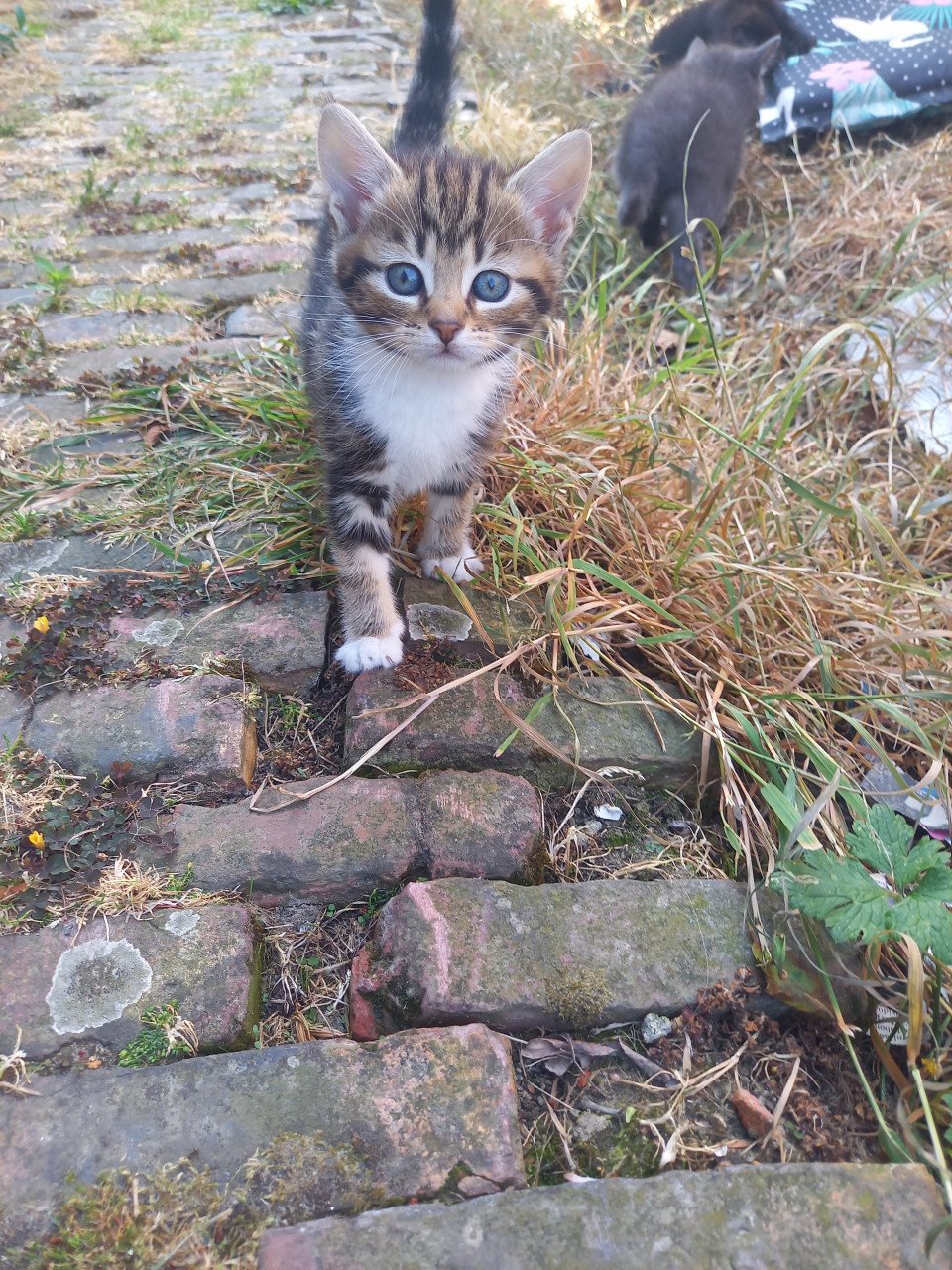 Kittens