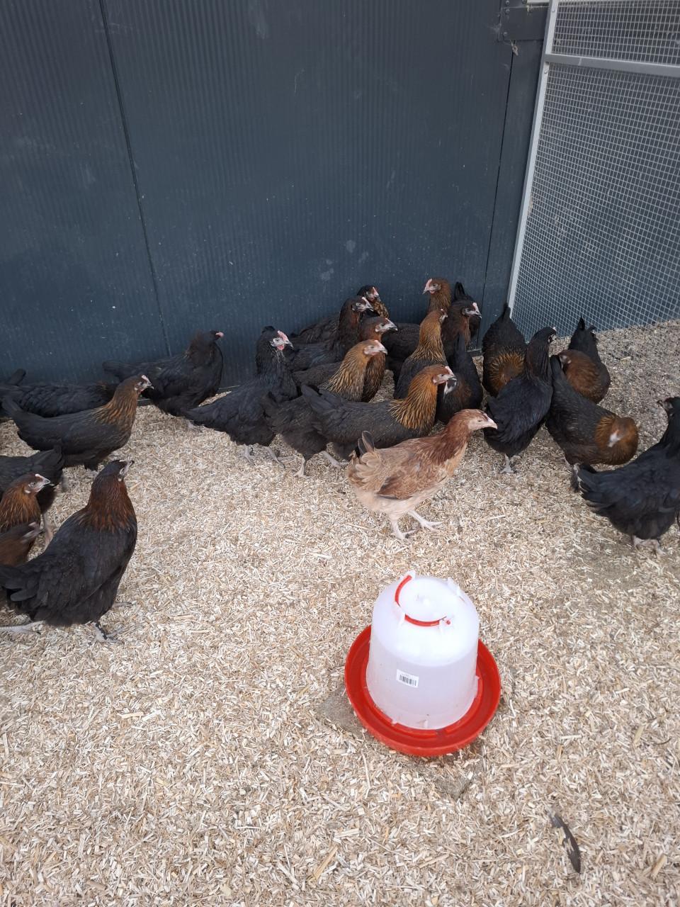 Marans hennen, voor de donkere eieren