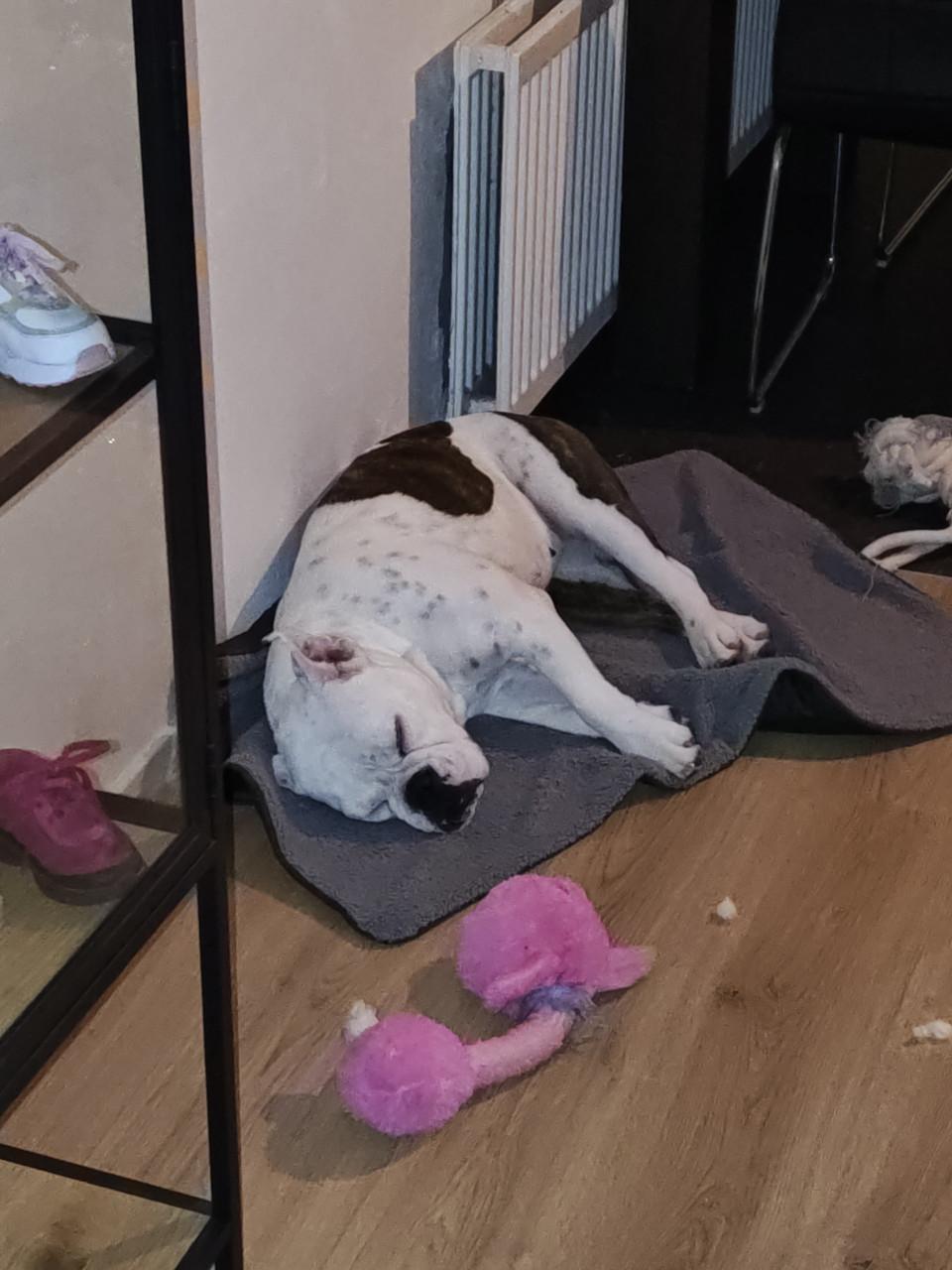 Te koop Old English Bulldog.