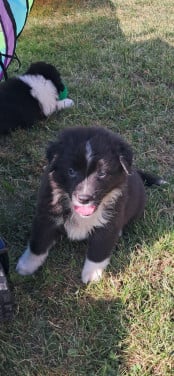 Australian Shepherd
