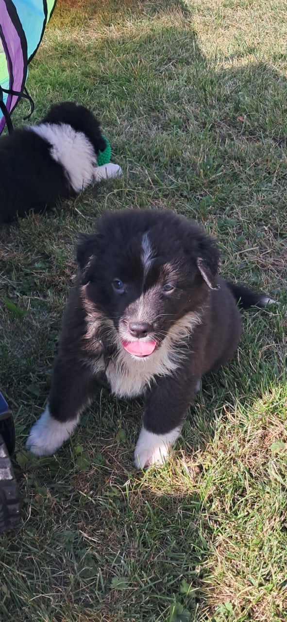 Australian Shepherd