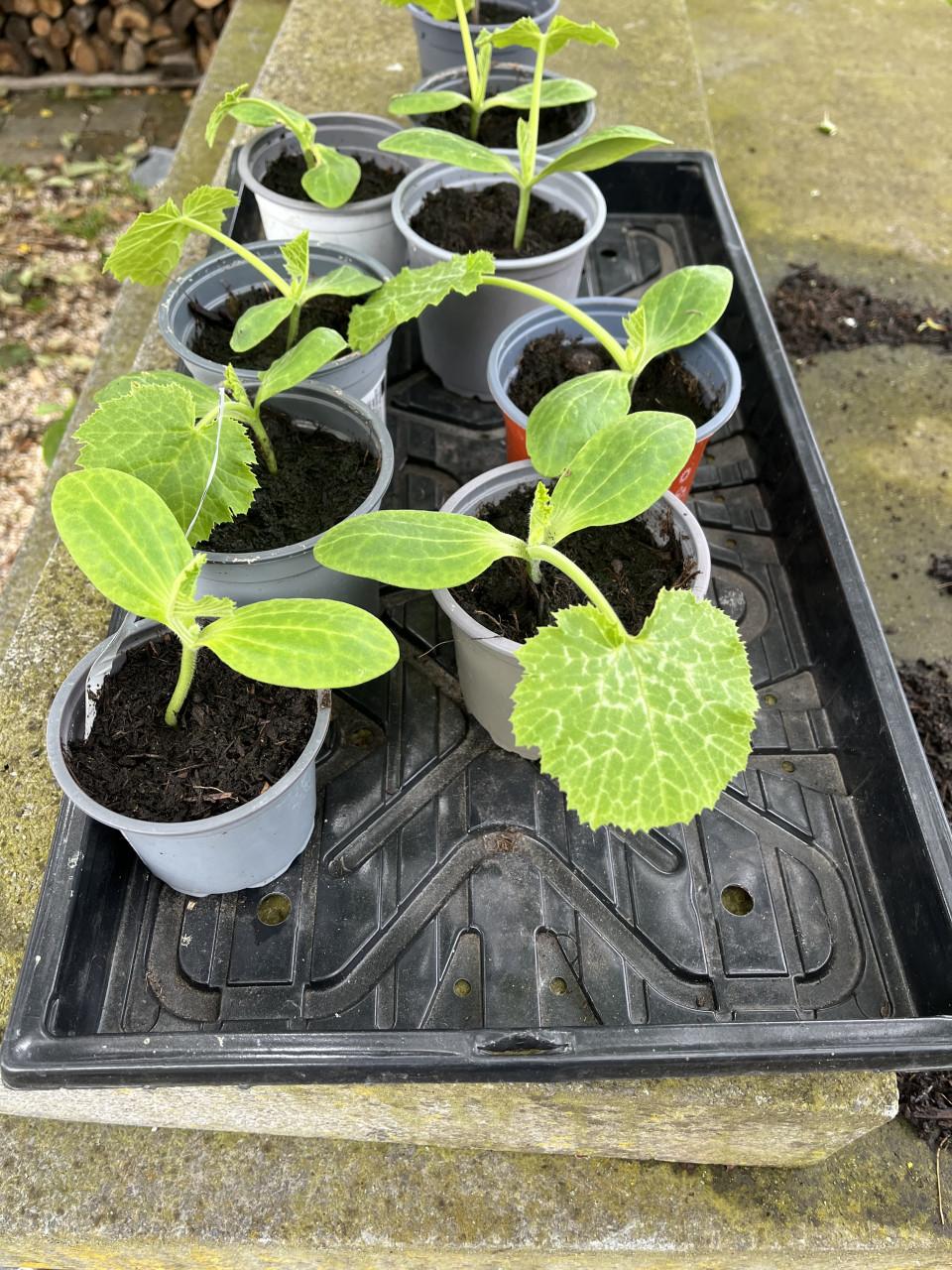 Courgetteplanten