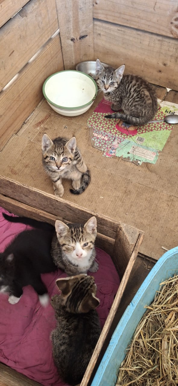 Lieve kittens te koop