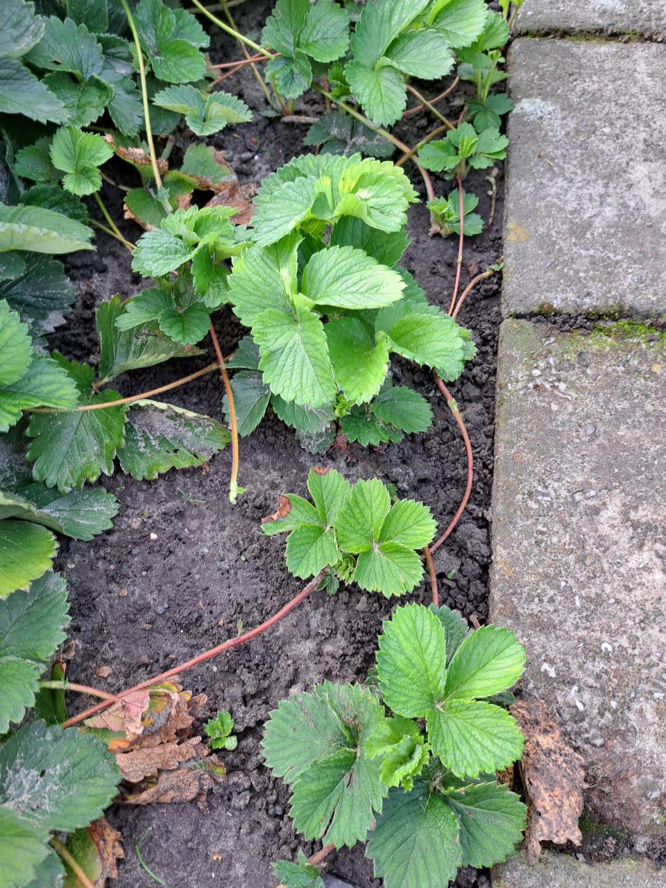 Aarbeien planten  Sonata