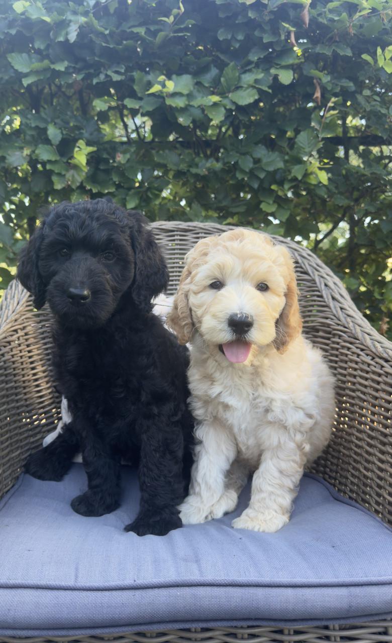Labradoodle pups