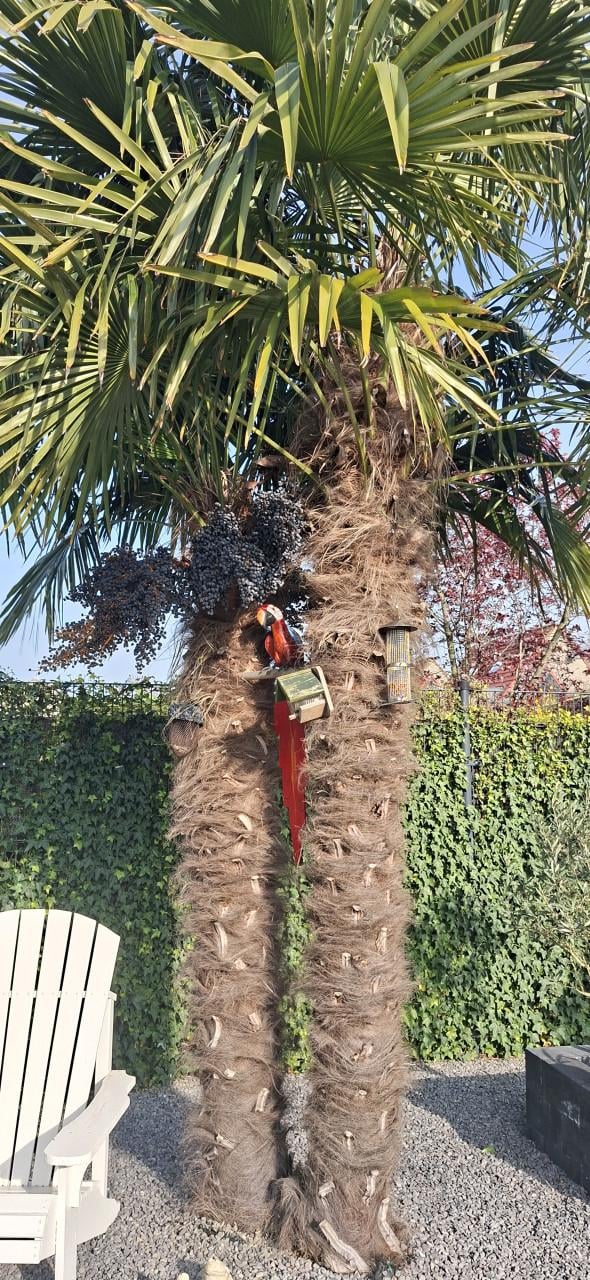 Palmboom fortunei winterhard €10