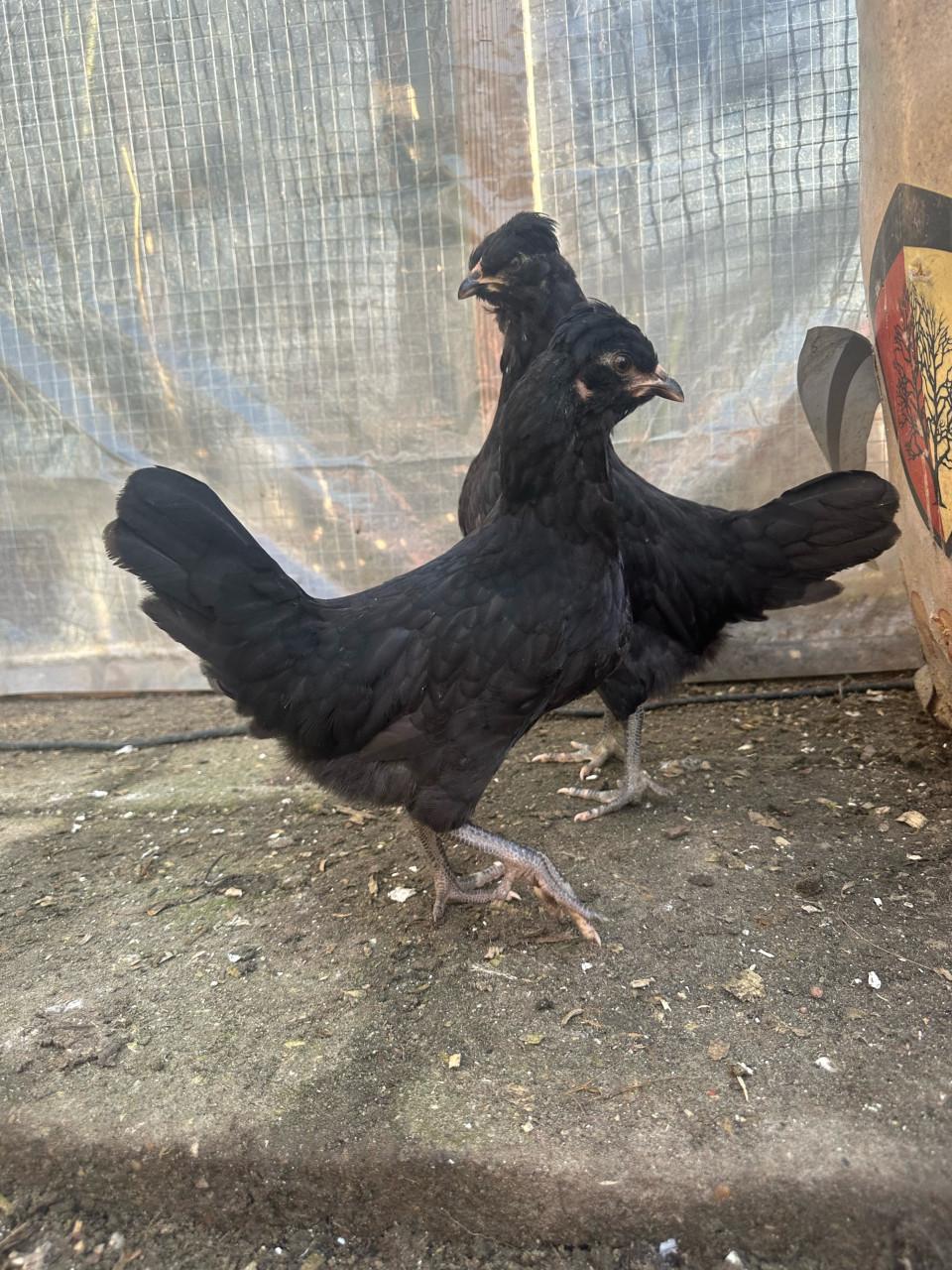 Mooie zwarte Araucana hennen te koop