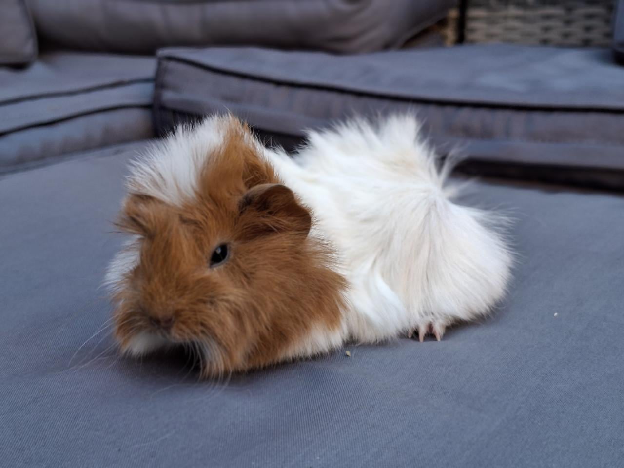 Mooie peruvian cavia's