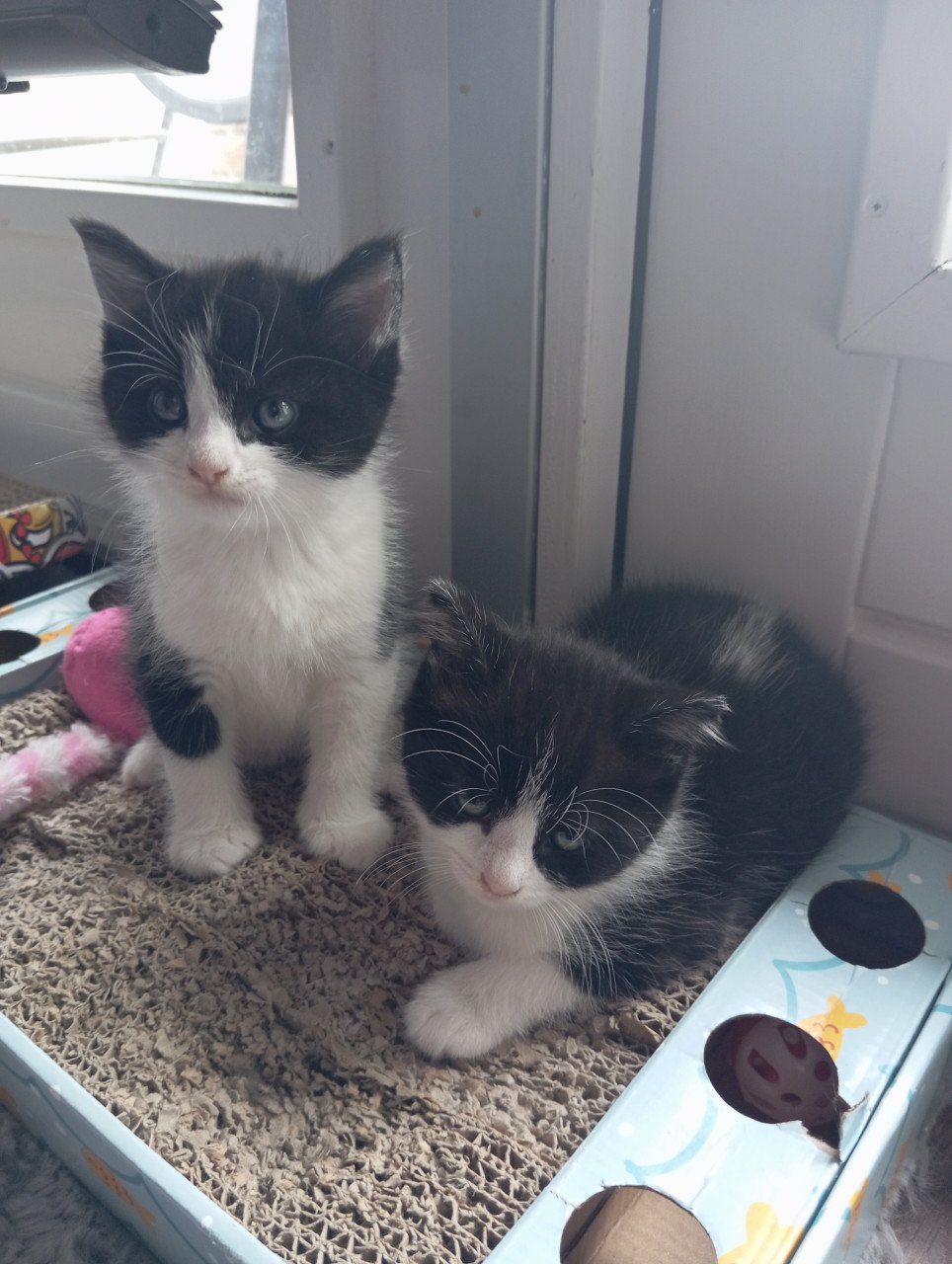 Kittens