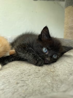 Langharige kitten