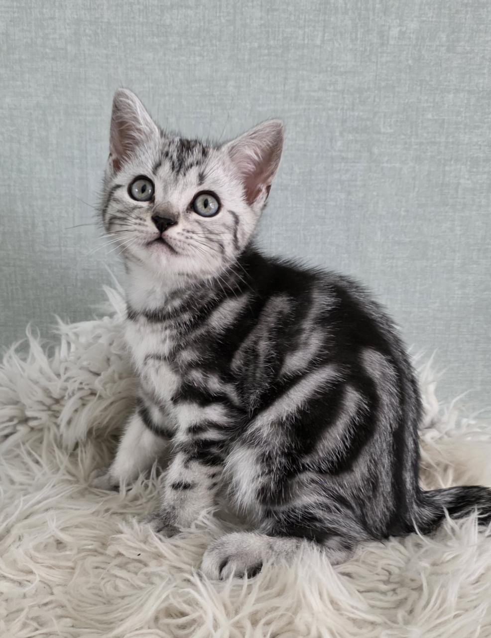 Brits korthaar kitten (Whiskas)