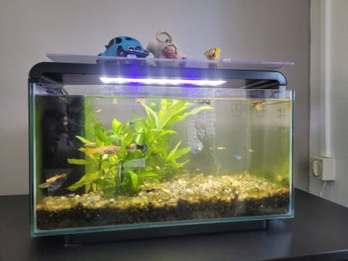 Te koop aquarium compleet