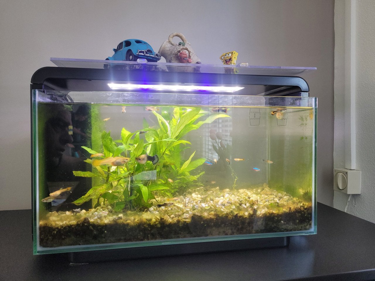 Te koop aquarium compleet