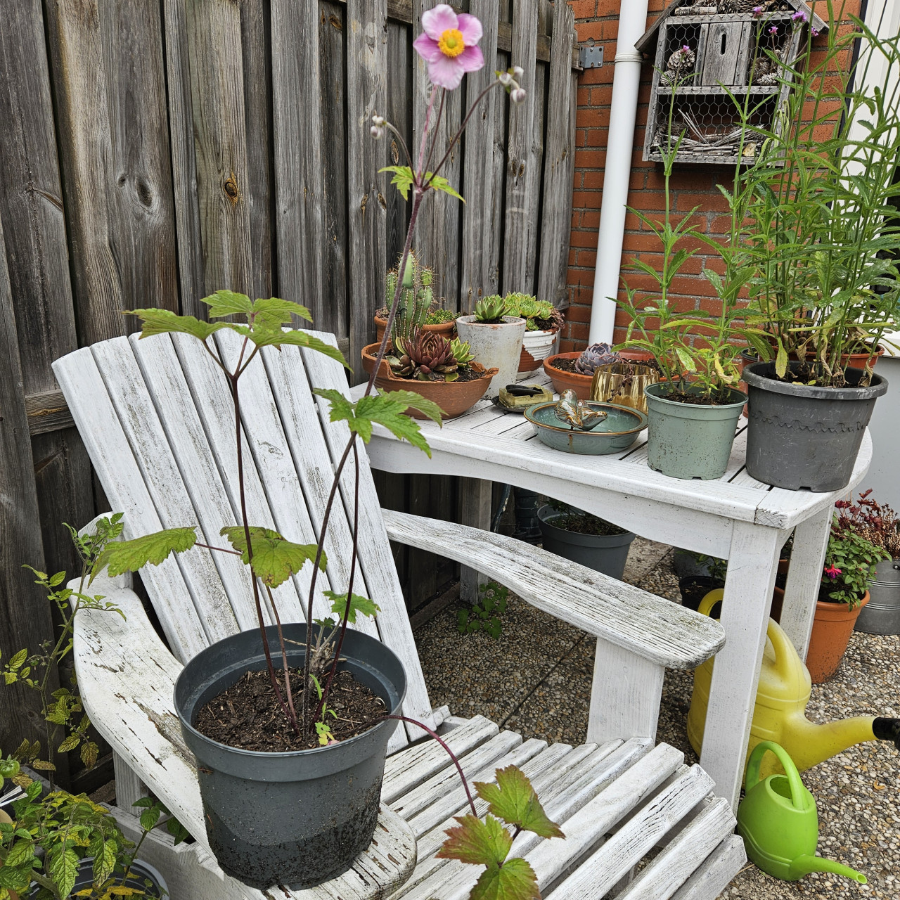 VERBENA  EN  HERFSTANEMOON