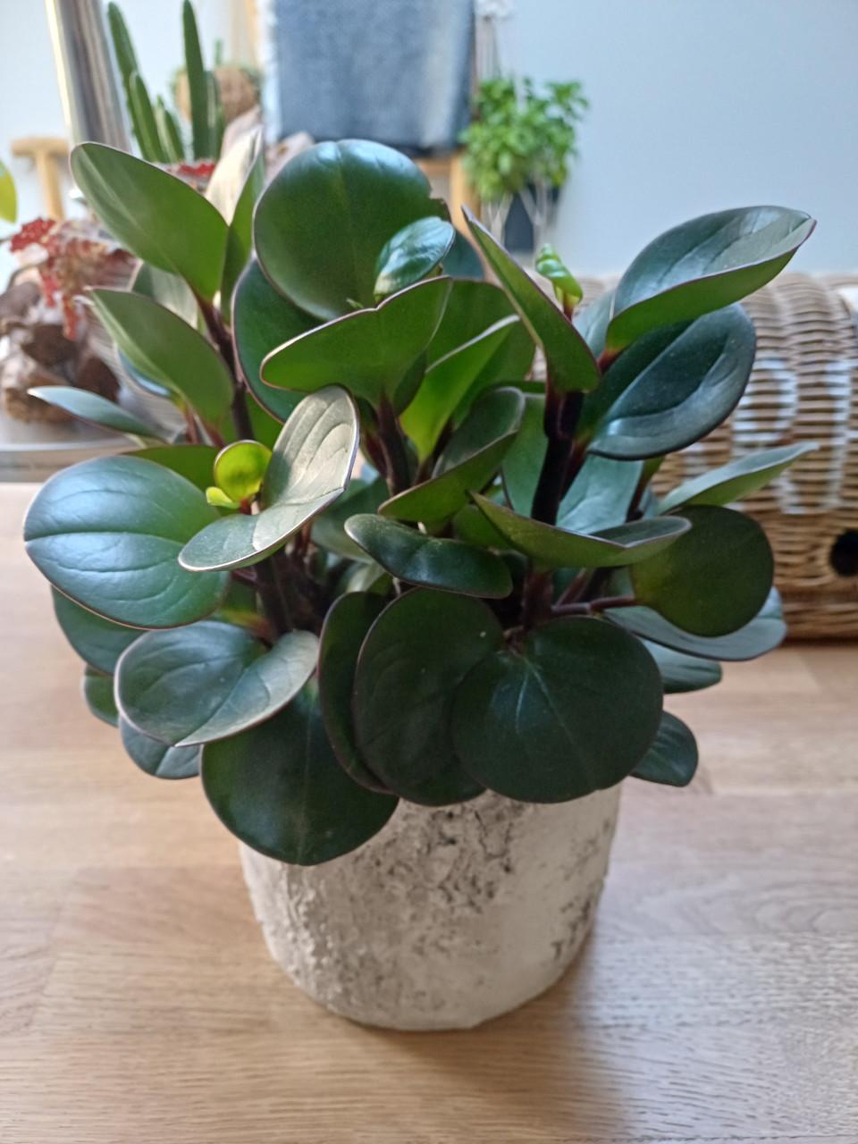 Als NIEUW: Sobere, stoere BINNEN POT nu met GRATIS PLANT