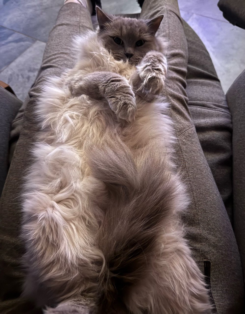 Super lief poesje Ragdoll x Nebelung poesje blauw / grijs