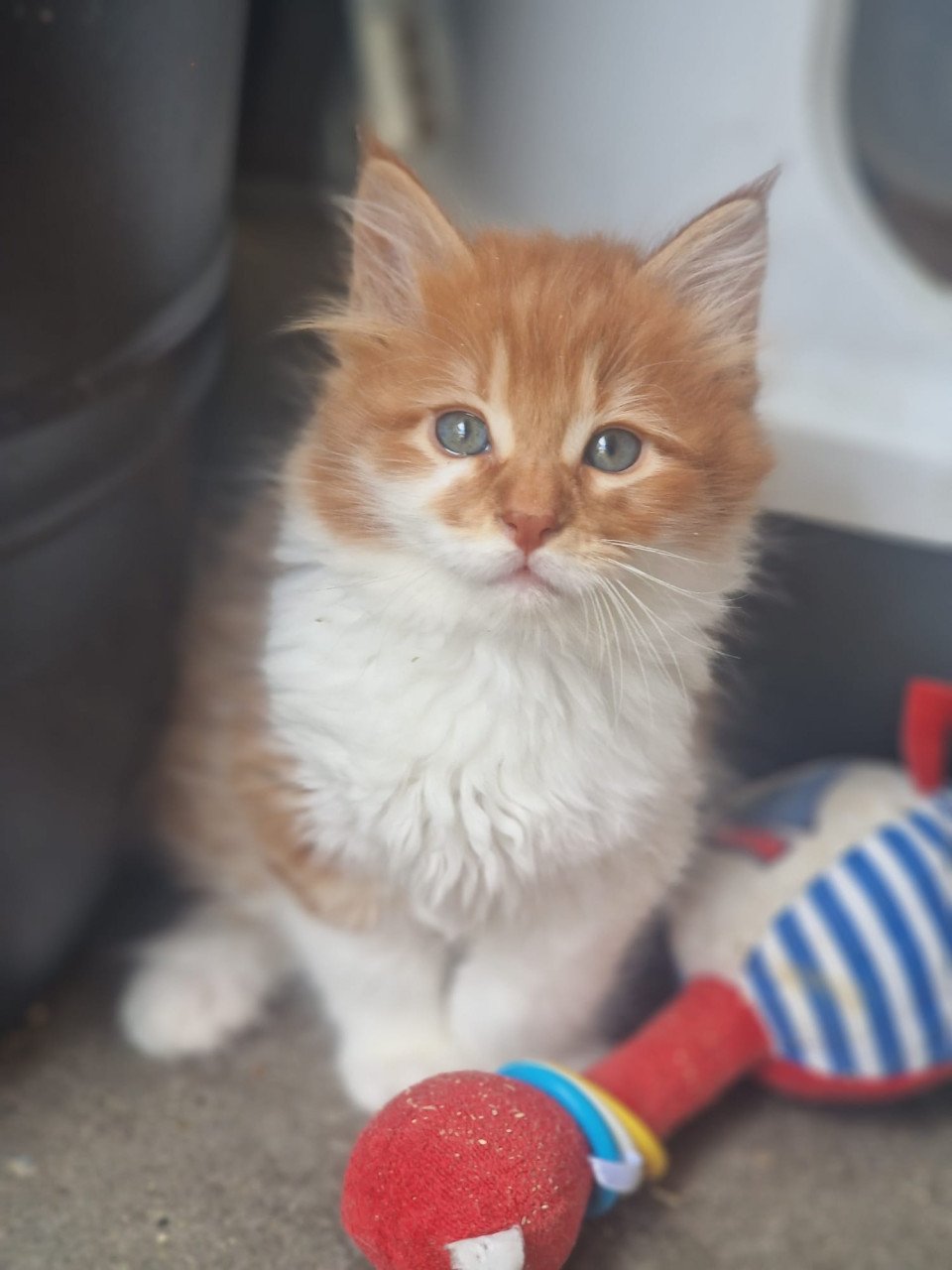 Te koop mooie Maine Coon katertjes