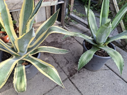 Agaves
