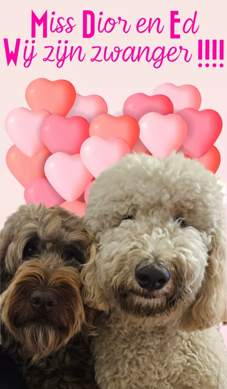 Binnenkort beschikbaar labradoodles