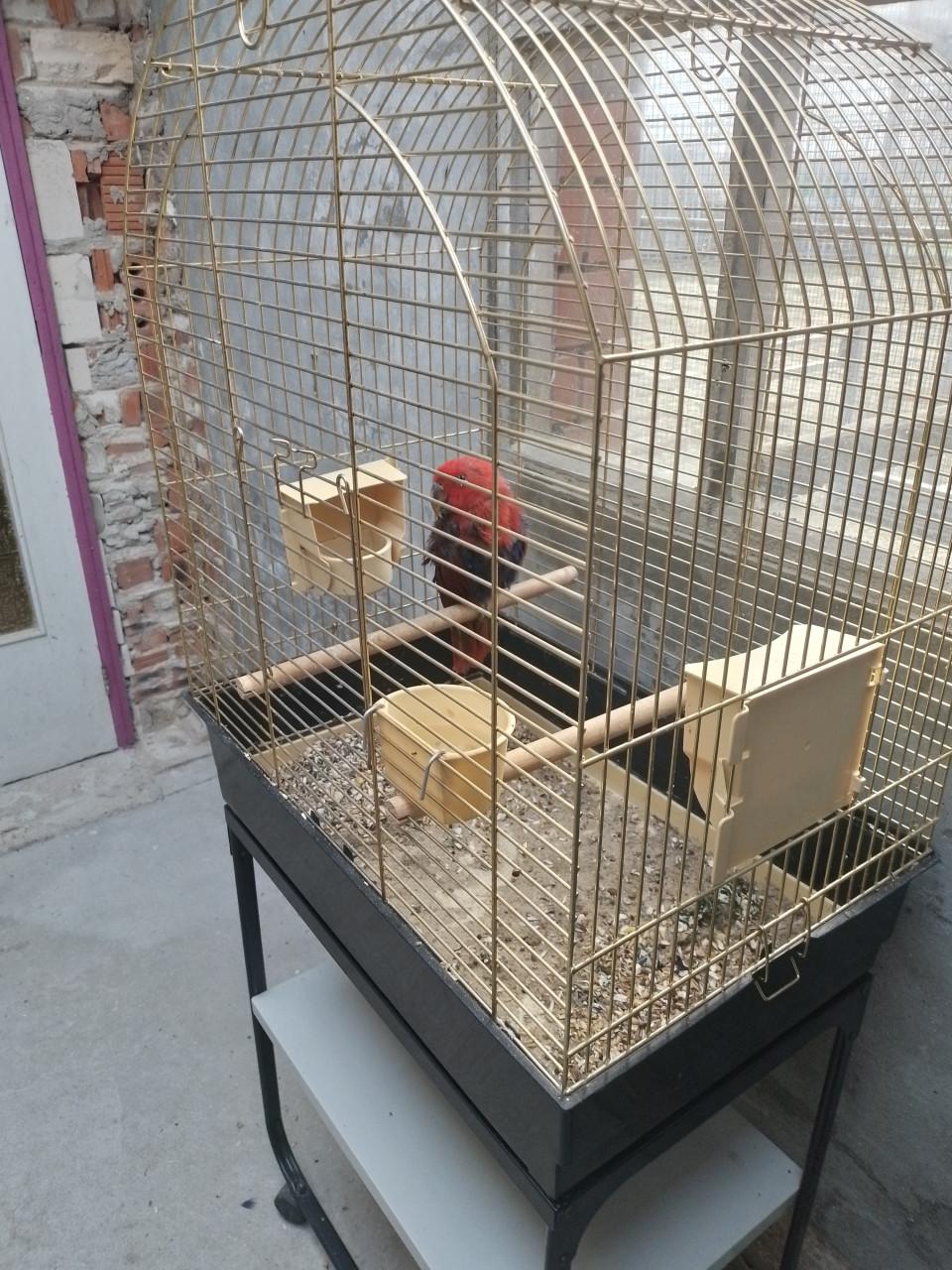 Jonge Edelpapegaai met kooi.