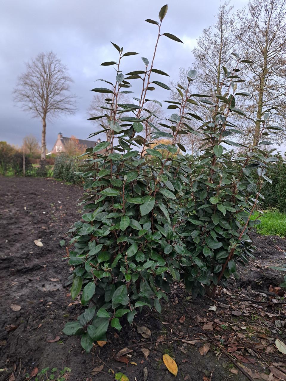 Olijfwilg, Elaeagnus