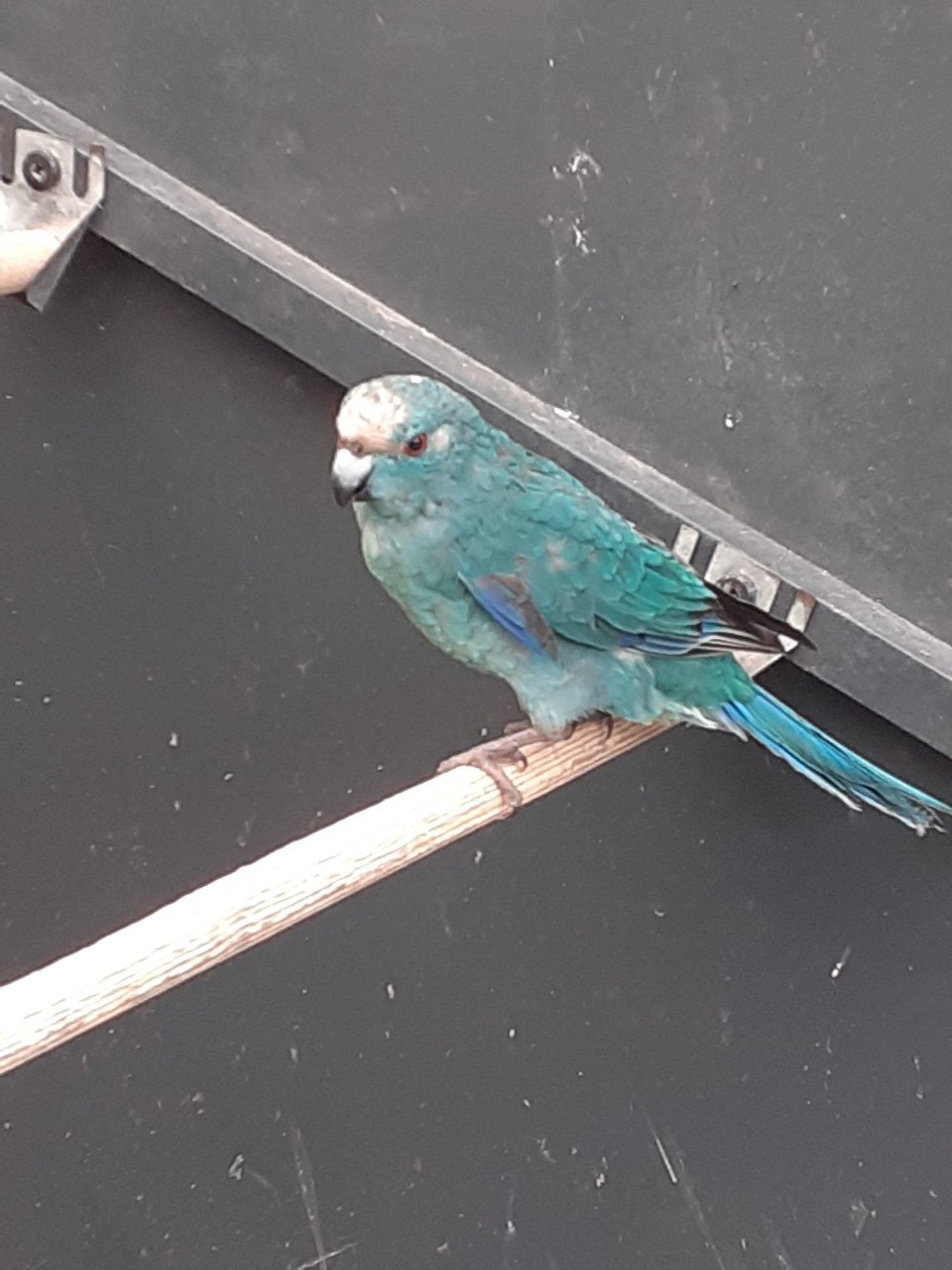 Blauwe kakariki man