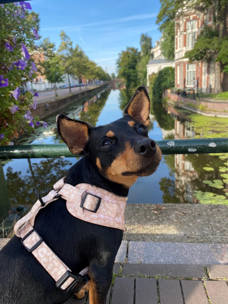 Hondenoppas voor lieve Jack Russell(mix) gezocht!