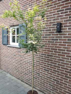 Japanse Esdoorn – Oridono Nishiki – 250cm