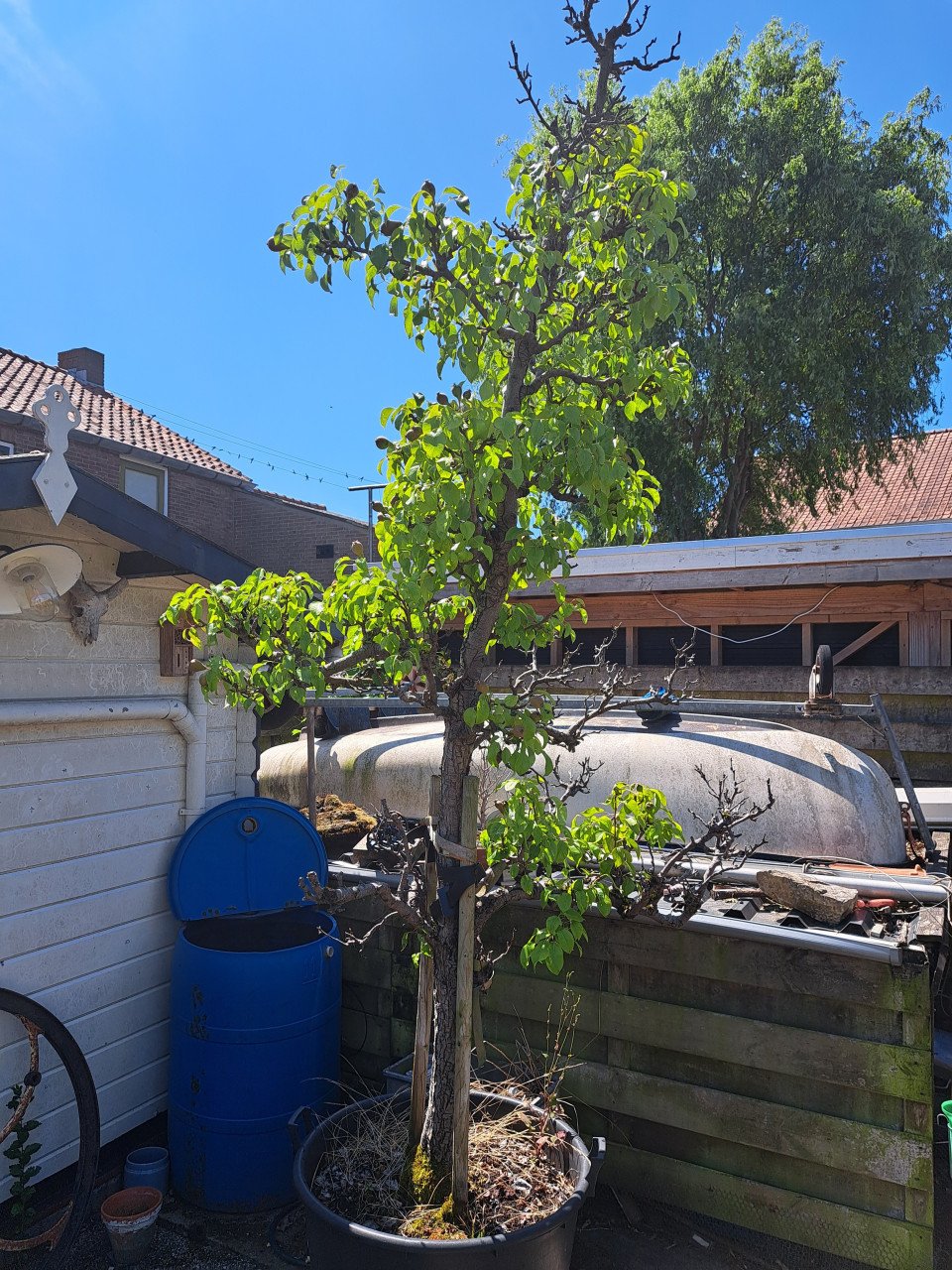 Twee mooie oude peren bomen