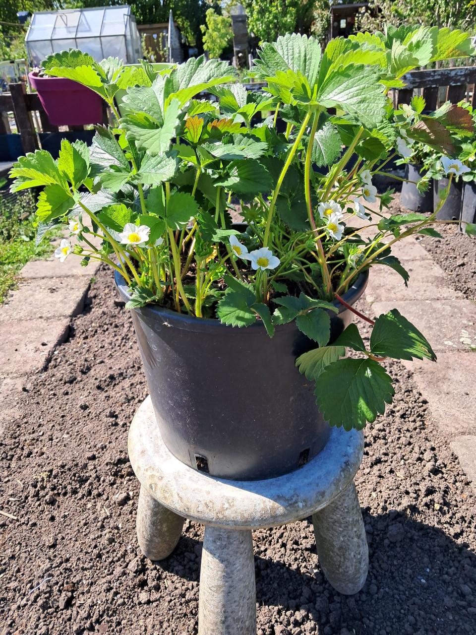 Emmer vol bloeiende aardbeienplanten