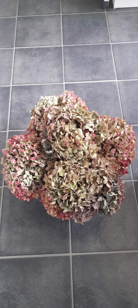 Bos Hortensia bloemen.