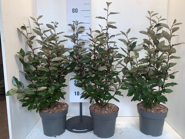 Olijfwilg compacta potgekweekte haagplanten 60-80 cm