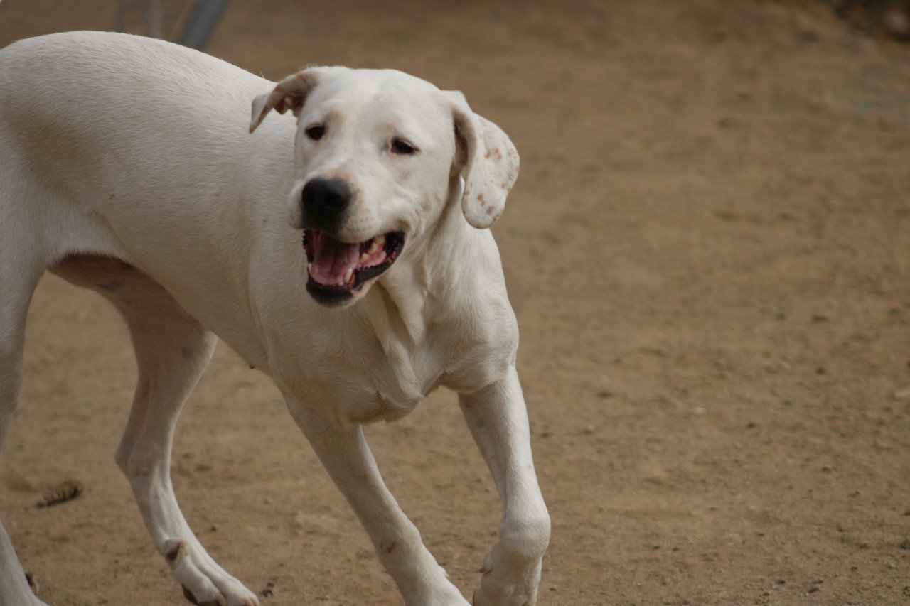 Alora Dog Rescue: Lieve Jess zoekt een baasje