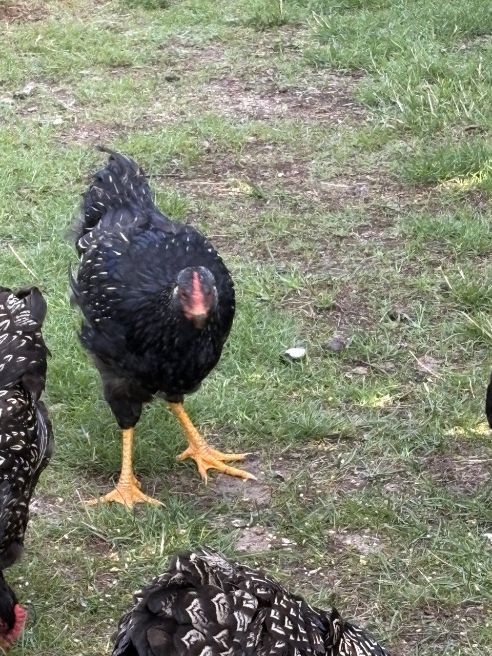 Zilveren dubbelgezoomde Barnevelderhanen (groot)
