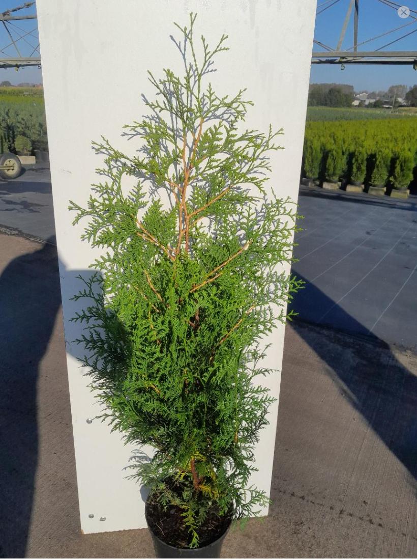 Thuja Brabant haagconiferen tot 3m weer leverbaar