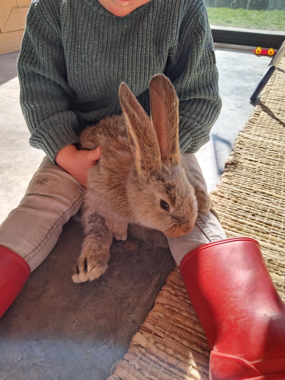 Jonge vlaamse reuzen