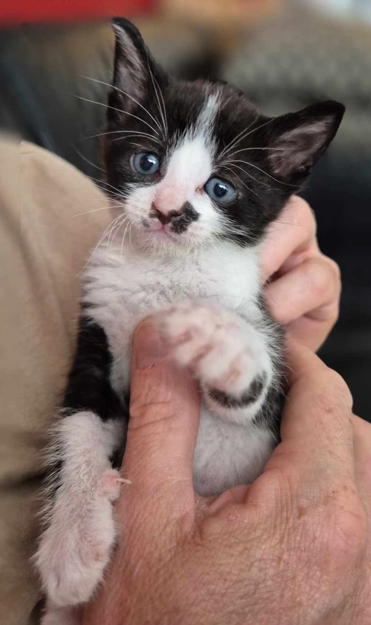 Super lieve sociale met de fles opgevoede kittens te koop